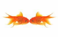 Goldfish Kiss stock photo