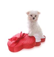 Holiday Dog stock photo