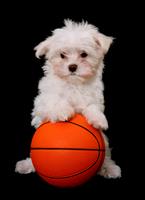 Basketball Dog stock photo