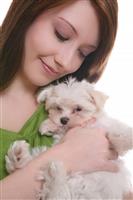 Girl with Maltese Dog stock photo