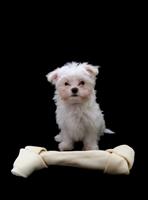 Dog with Bone stock photo