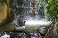 Gorilla Eating in Natural Habitat stock photo