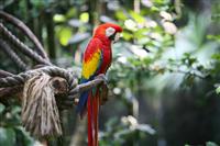 Parrot macaw in nature stock photo