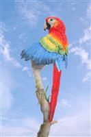 Parrot on Branch stock photo