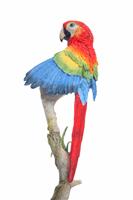 Parrot on Branch stock photo